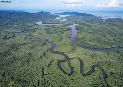 Aerial view of the Sierpe River canals and its mouth, surrounded by the rain forest