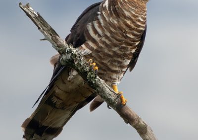 A hooked-bill kite posed on a branch