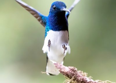 Close-up of a male white-necked Jacobin about to land on a mossy branch.