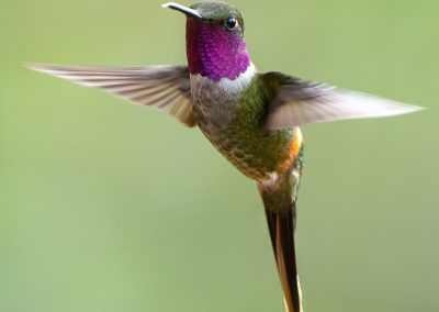 A close-up picture of a Magenta-throated Woodstar midflight.